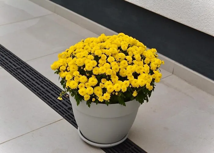 In Der Grafschaft- Naehe Bonn, Ahrtal Daire Elsdorf